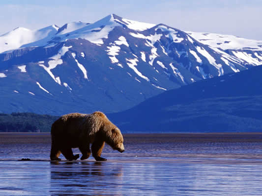 Beautiful Bears of Alaska