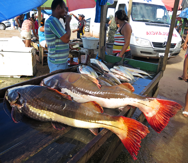 Amazon River Giant Fish