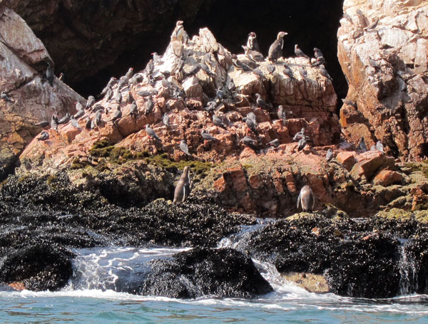 Penguins at Ballestas Islands in Paracas Peru