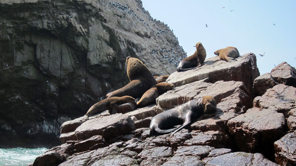 Chilling Sea Lions at Ballestas Islands in Paracas Peru
