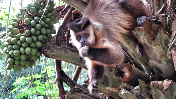 brown capuchin monkey in Bonito Brazil
