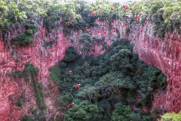 Macaws Flying at Buraco das Araras in Bonito Brazil