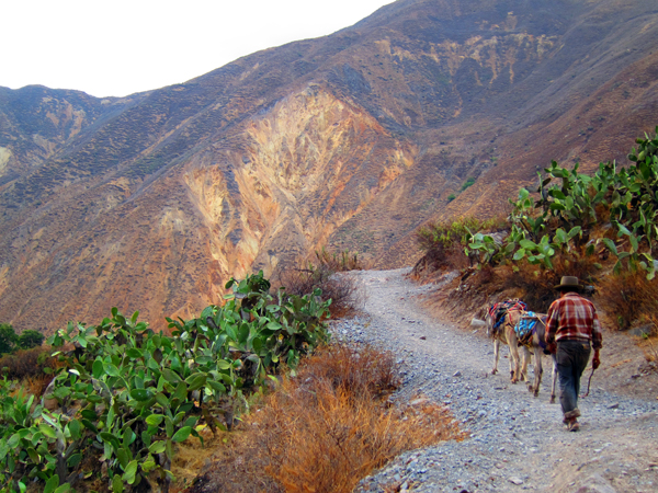 Peruvian Colca Canyon Trek