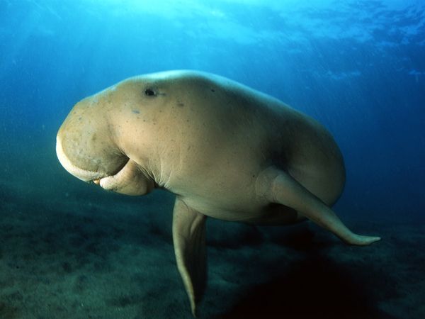 Dugong Watching in the Great Barrier Reef