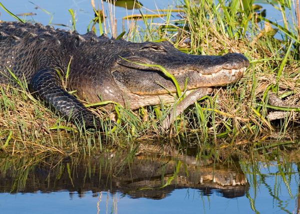 See Crocodiles at the Everglades National Park, Florida