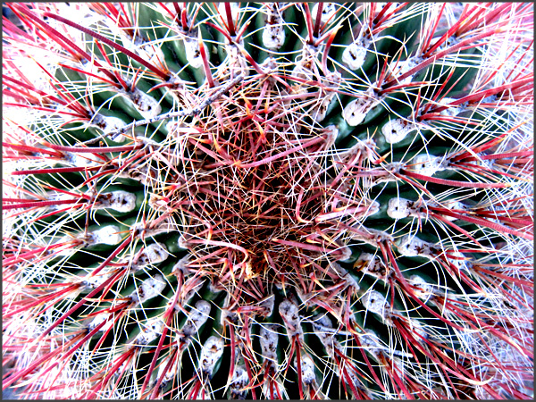 Cactus in Tucson Arizona