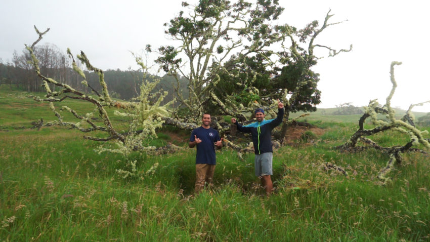 Things to do in Hawaii - Planting Koa Trees