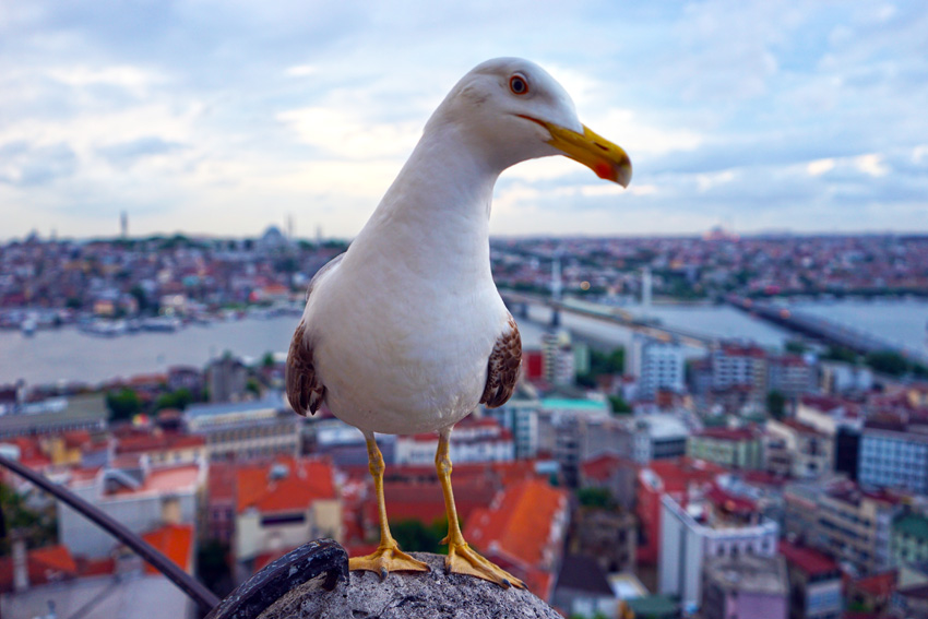 Seagulls of Istanbul