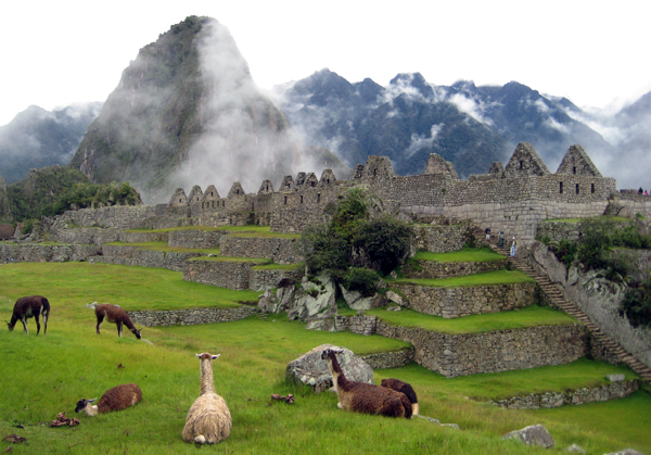 Llamas hangout out on the grounds of Machu Picchu