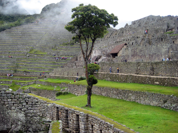A lone tree in the middle of Machu Picchu