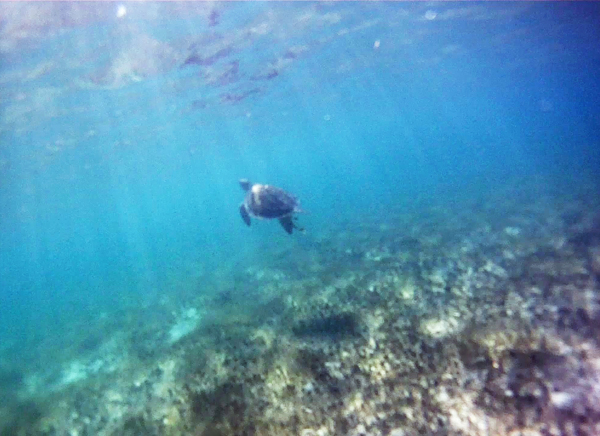 Snorkeling with Sea Turtles in Akumel, Mexico