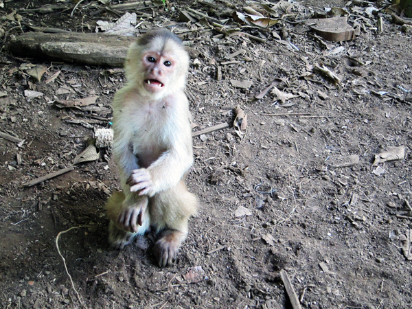 Paseo Los Monos - Monkey Rescue Center - Puyo, Ecuador