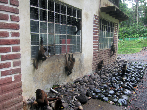 Paseo Los Monos - Monkey Rescue Center - Puyo, Ecuador