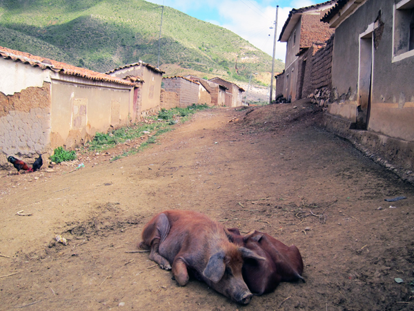 Pigs in Morado K'asa Bolivia