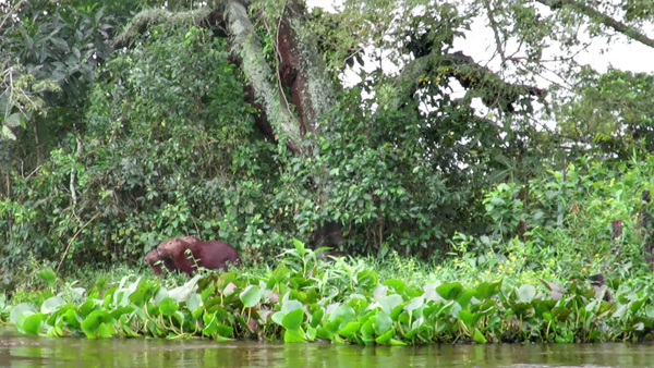 Capivara in The Pantanal Wetlands of Mato Grosso do Sul, Brazil
