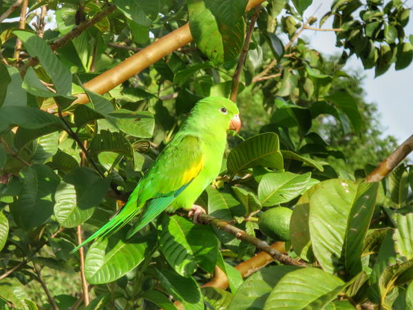 Green Parakeet in The Pantanal Wetlands of Mato Grosso do Sul, Brazil