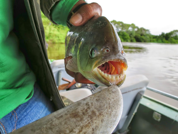 How to Catch Piranha - Pantanal Brazil - Piranha Teeth