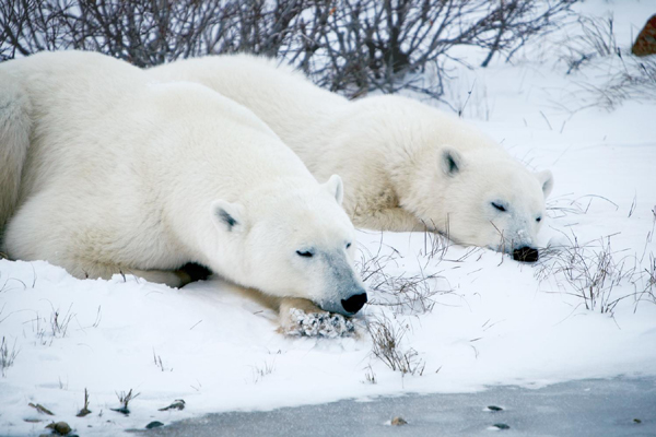 Polar Bears in Manitoba, Canada