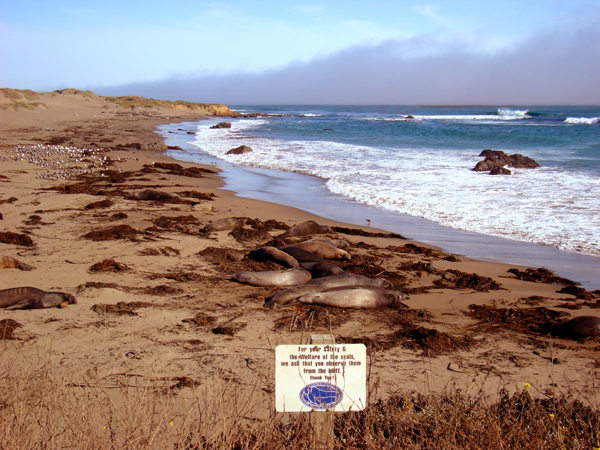 Pacific Coast Highway Road Trip - Elephant Seals on San Simeon Beach