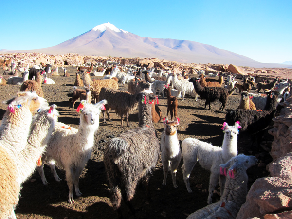 Llama Farm on Day 2 of our Salar de Uyuni Tour in Bolivia