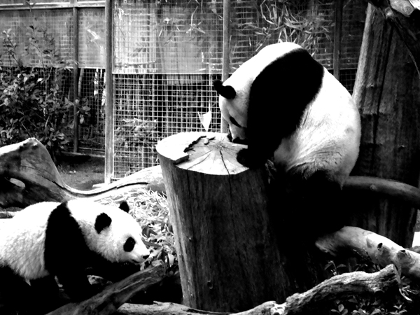 Pandas at the San Diego Zoo