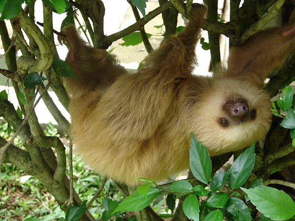The Two-Toed Sloth of Costa Rica
