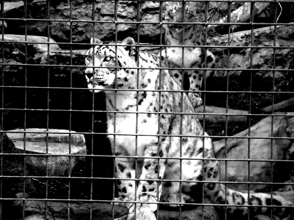 San Diego Zoo - Snow Leopard