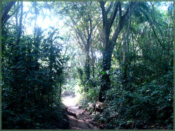A Jungle Trail in Tayrona National Park
