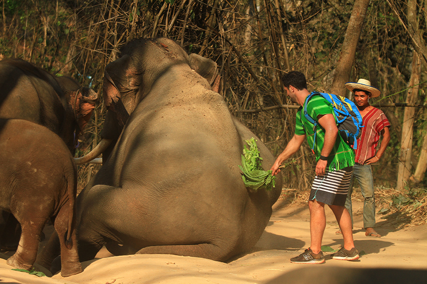 Thailand Elephant Experience