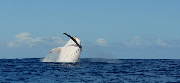 Explore the Outdoors in the Margaret River - Whale Watching