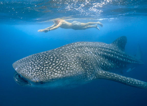Swimming with Whale Sharks in Mexico