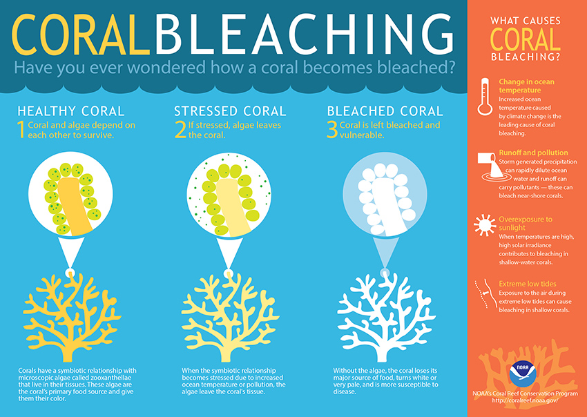 What is Coral Bleaching 